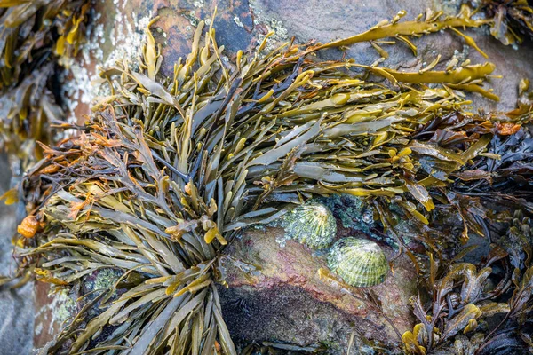 Limety a mořské řasy nalepené na skále v Broad Havenu — Stock fotografie