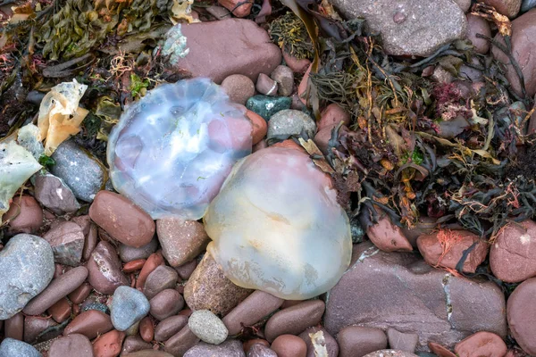 Jellyfish baryłkę (Rhizostoma Pulmo) umyć na lądzie w St Brides B — Zdjęcie stockowe