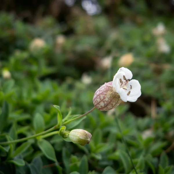 Sea Campion (Silene uniflora) növekvő fal kis van — Stock Fotó