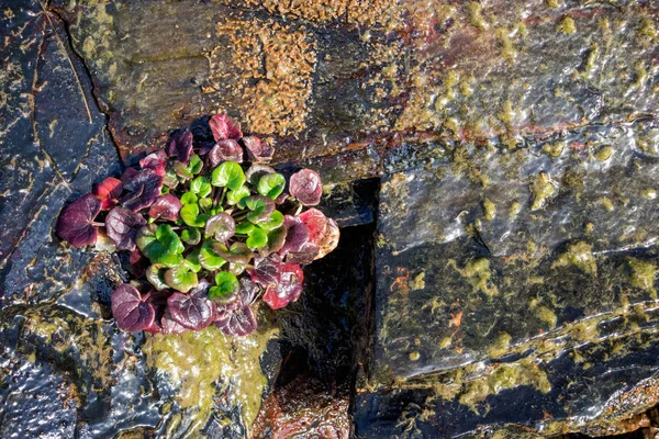 Pared Pennywort, Kidney Wort, Jack en el Bush creciendo en un cli — Foto de Stock