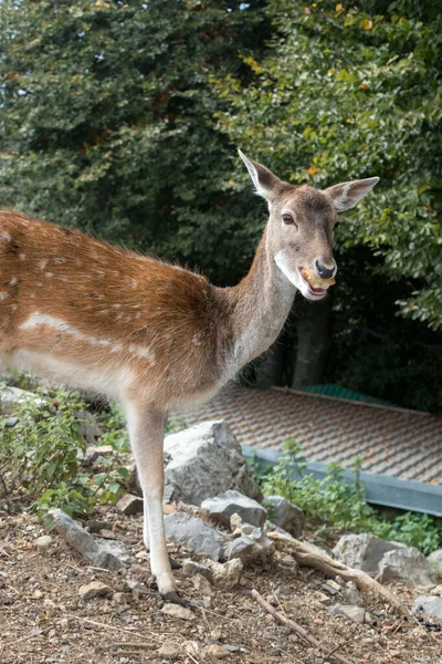 Fallow Deer (Dama dama) at Monte Poieto in Italy — Stock Photo, Image