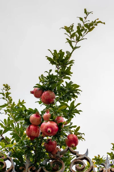 Pomegranate tree bearing fruit in  Florence Tuscany Italy — Stock Photo, Image