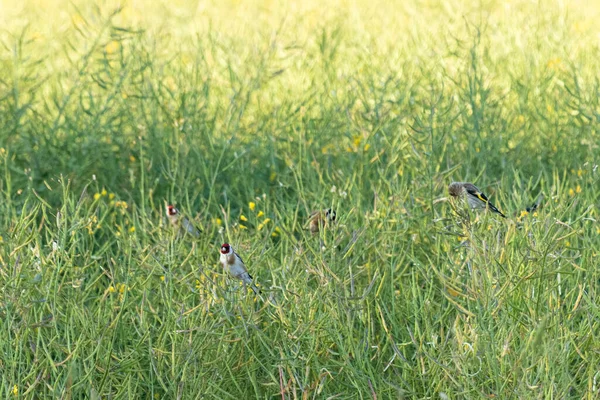 Family Goldfinches Feeding Rapeseed — Stock Photo, Image