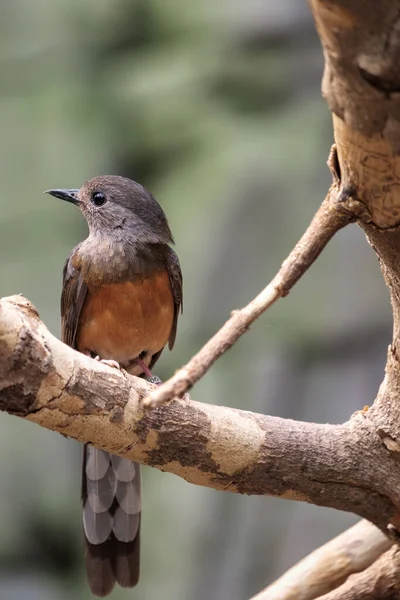 Bílá Šama Copsychus Malabaricus — Stock fotografie