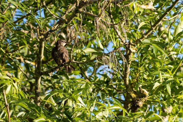 Genç Starling Ağaçta Tünemiş Güneşin Tadını Çıkarıyor — Stok fotoğraf