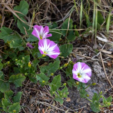 Alan Bindweed (Convolvulus arvensis) Ardingly yakınlarında bir yol kenarında çiçek açıyor