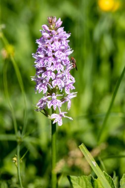 Ardingly yakınlarında yaygın bir benekli orkide (Dactylorhiza fuchsii) çiçek başağı