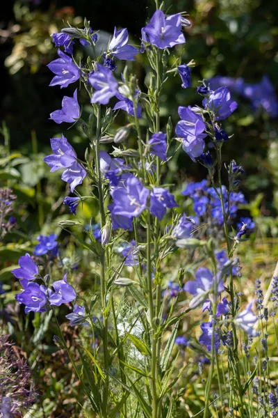 Blaue Campanula Persicifolia Glockenblumen Einem Englischen Garten — Stockfoto