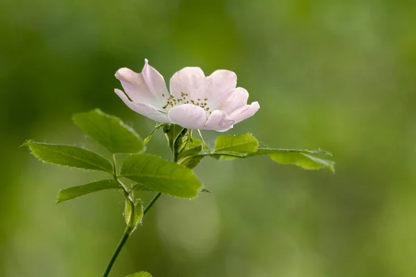 Rosa Selvagem Dog Rose Rosa Canina Floração Primavera — Fotografia de Stock