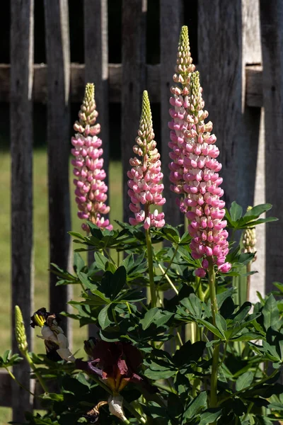 Pink Lupins Lupinus 在附近的花园里开花 — 图库照片