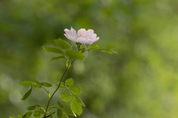 Дикий Рожевий Собака Роза Роса Каніна Цвіте Весною — стокове фото