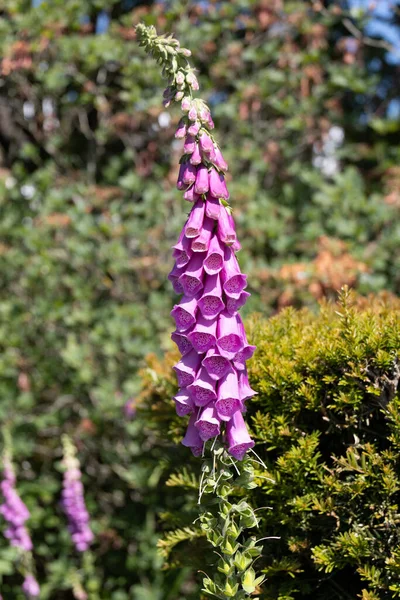 Foxgloves Communs Digitalis Purpurea Floraison Dans Jardin Campagne Anglais — Photo