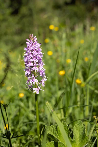 Common Spotted Orchid Dactylorhiza Fuchsii Flower Spike Ardingly — Stock Photo, Image