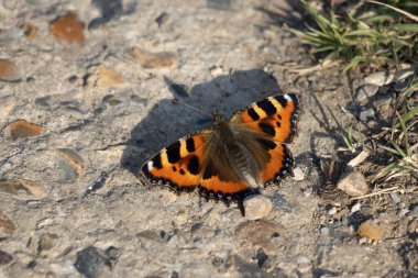 Küçük Kaplumbağa Kabuğu Kelebeği (Aglais urticae L.) bahar güneşinin altında bir yol üzerinde dinleniyor.