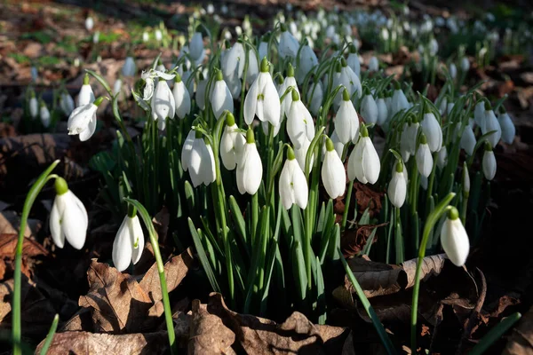 Snowdrops Flowering January Folkington East Sussex — Stock Photo, Image