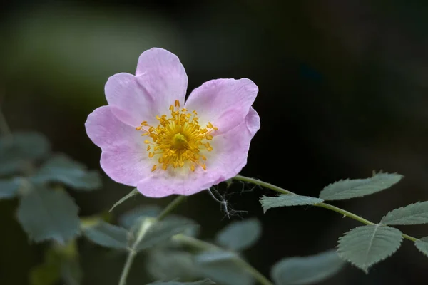 春に野生のピンク色の犬バラ ローザ カニーナ の開花 — ストック写真