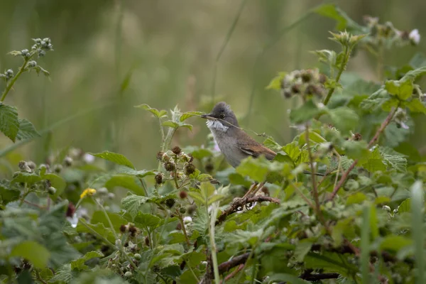 Whitethroat Comum Sylvia Communis Empoleirado Bramble Com Material Nidificação Seu — Fotografia de Stock