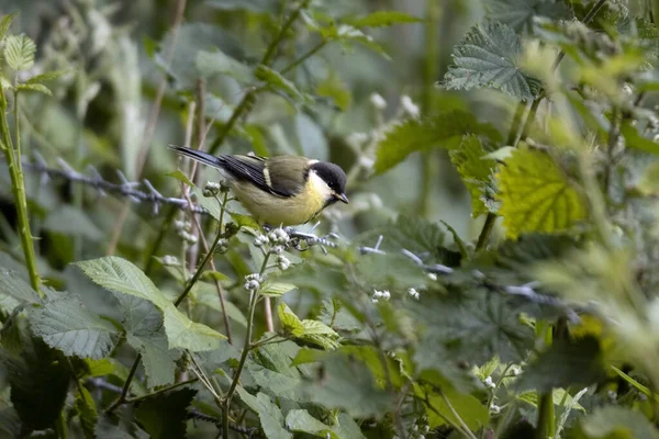 Great Tit Perched Strand Barbed Wire — Stok Foto