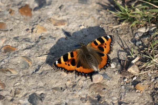 Borboleta Pequena Tartaruga Aglais Urticae Que Descansa Trajeto Concete Sol — Fotografia de Stock