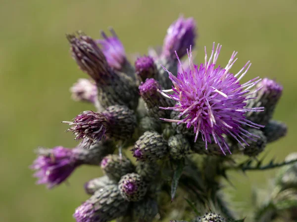 Marsh Thistle Cirsium Palustre Começando Florescer Verão West Sussex — Fotografia de Stock