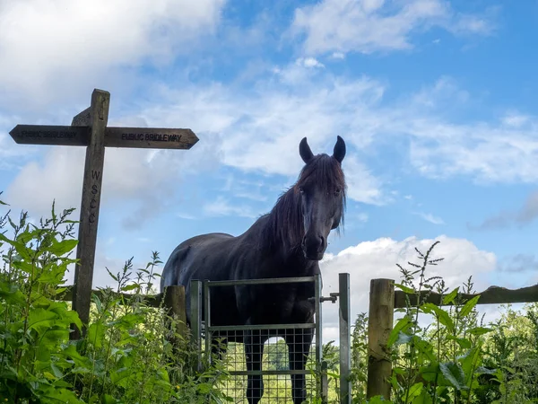 Caballo Oscuro Campo Kingscote West Sussex —  Fotos de Stock