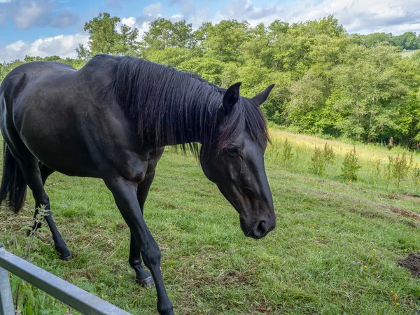 Dunkles Pferd Auf Einem Feld Bei Kingscote West Sussex — Stockfoto