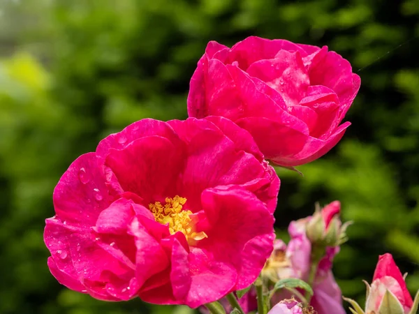 Gotas Chuva Cultivado Ornamental Dog Rose Floração Verão — Fotografia de Stock