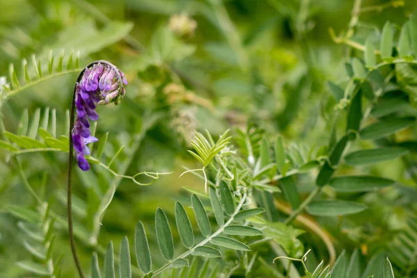 在夏天 丛生的葡萄 Vicia Cracca 花开始开花 — 图库照片