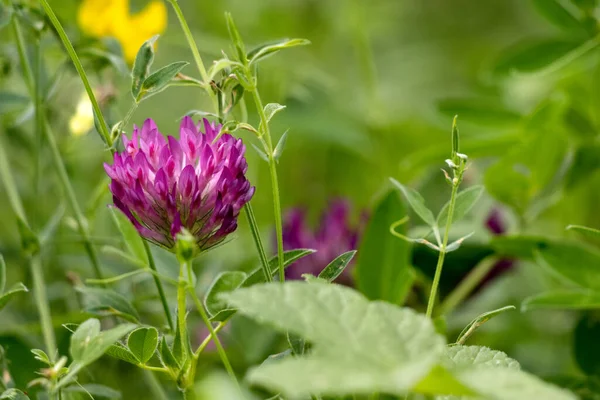 Trevo Vermelho Trifolium Pratense Florescendo Longo Worth Way East Grinstead — Fotografia de Stock