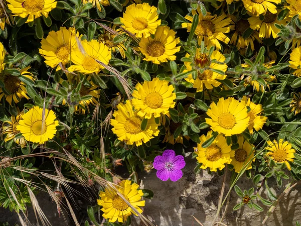 Жовті Квіти Розквітають Влітку Біля Променади Істборні — стокове фото