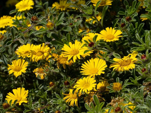 Flores Amarelas Florescendo Verão Lado Passeio Eastbourne — Fotografia de Stock