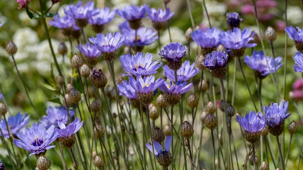Blue Cornflowers Cresce Accanto Lungomare Eastbourne — Foto Stock