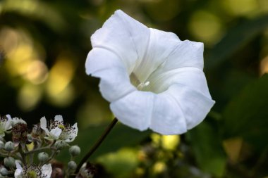 Alan Bindweed (Convolvulus arvensis) yazın çiçek açar