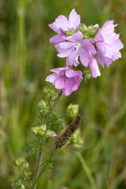 Vahşi Hollyhock (Alcea rosea) çiçekleri. Yazın çiçek açan Malvaceae familyasından bir pembe bitki..
