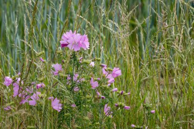 Vahşi Hollyhock (Alcea rosea) çiçekleri. Yazın çiçek açan Malvaceae familyasından bir pembe bitki..