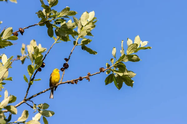 朝の陽射しを楽しむイエローワマー Emberiza Citrinella — ストック写真