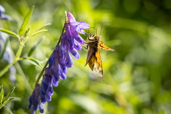 Grande Skipper Butterfly Ochlodes Venatus Che Nutre Fiore Sotto Sole — Foto Stock