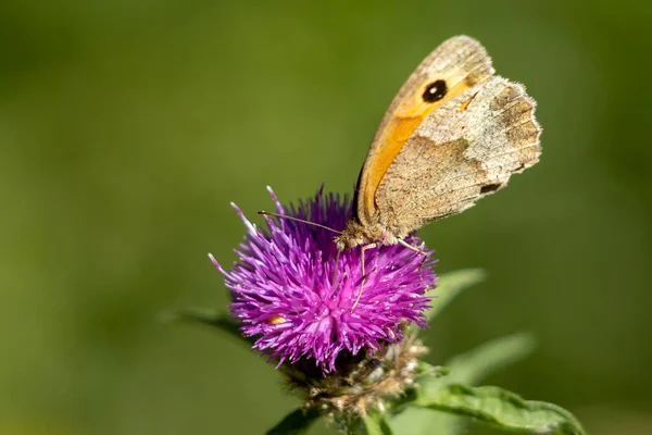 Mały Motyl Wrzosowiskowy Coenonymous Pamphilus Spoczywający Krzewie Jeżyny — Zdjęcie stockowe