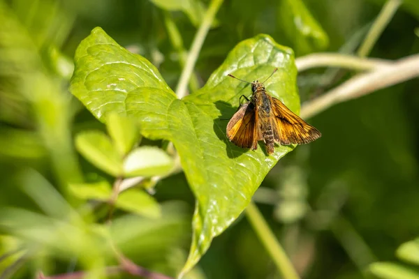 Grande Skipper Butterfly Ochlodes Venatus Appoggiato Una Foglia Sole Estivo — Foto Stock