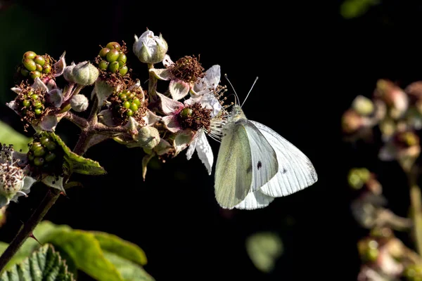 Kapusta Biały Motyl Pieris Rapae Żywiący Się Kwiatem Jeżyny — Zdjęcie stockowe