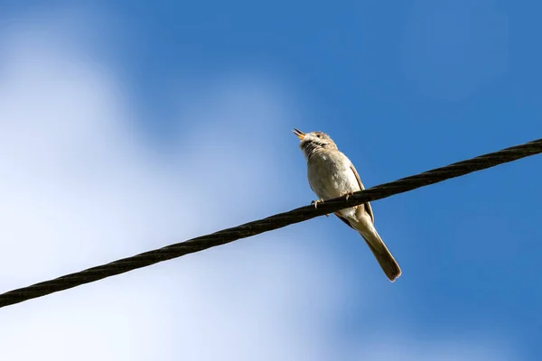 Common Whitethroat Sylvia Communis Perched Telephone Wire — Stock Photo, Image