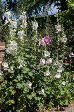 Doğu Grinstead 'de Hollyhocks (Alcea) çiçek açıyor