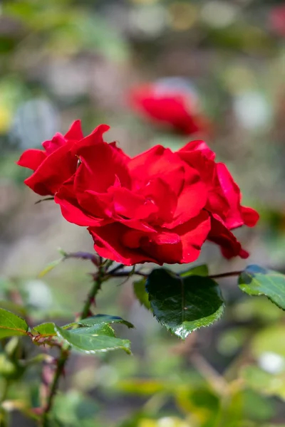 Czerwona Róża Kwitnie Ogrodzie East Grinstead — Zdjęcie stockowe