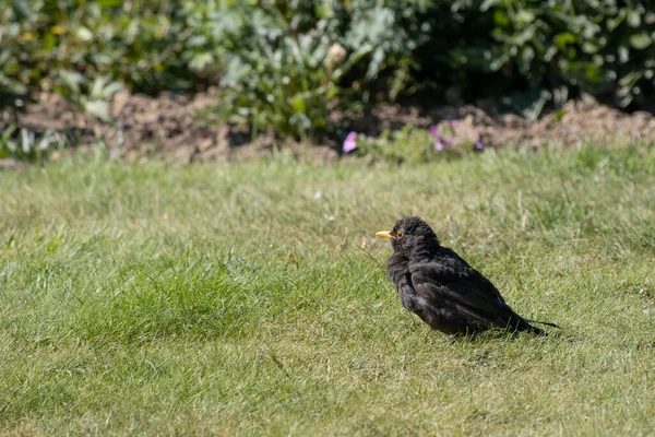 Mirlo Turdus Merula Hierba — Foto de Stock