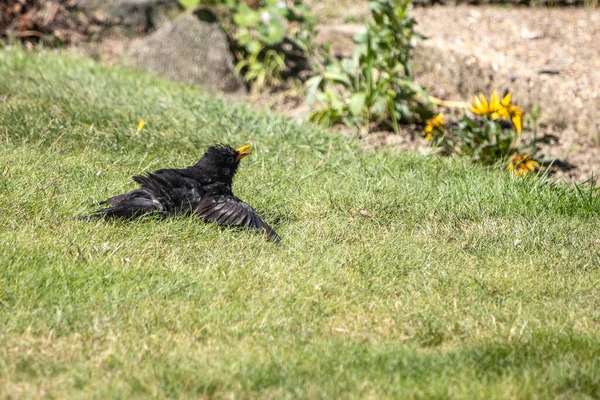 Blackbird Turdus Merula Grass — Stock Photo, Image