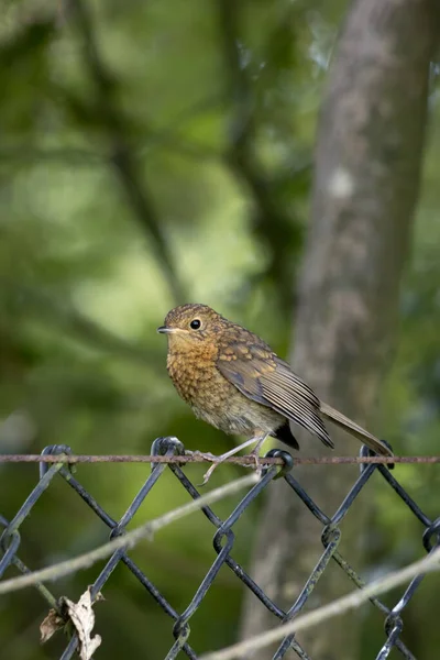 Giovane Robin Appollaiato Una Recinzione Filo Spinato — Foto Stock