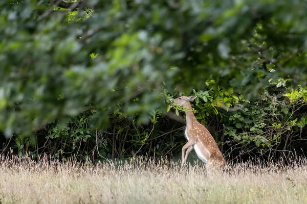 Jachère Cerfs Dama Dama Mangeant Des Feuilles Dans Les Bois — Photo