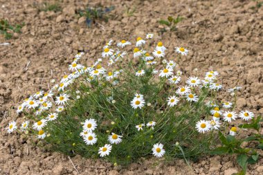 Bir tarlanın kenarında yetişen vahşi papatyalar.