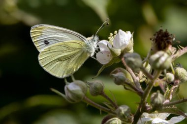 Büyük Beyaz (Pieris brassicae) Kelebek Blackberry çiçeğiyle besleniyor