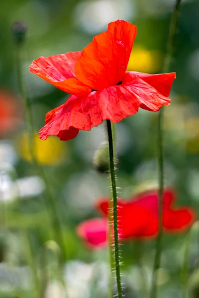 Poppies Flowering Strip Wildflowers East Grinstead — Stock Photo, Image